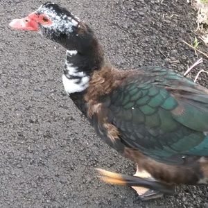 Meet your Posher, Paralee